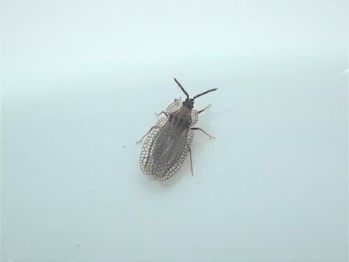 Kalama tricornis